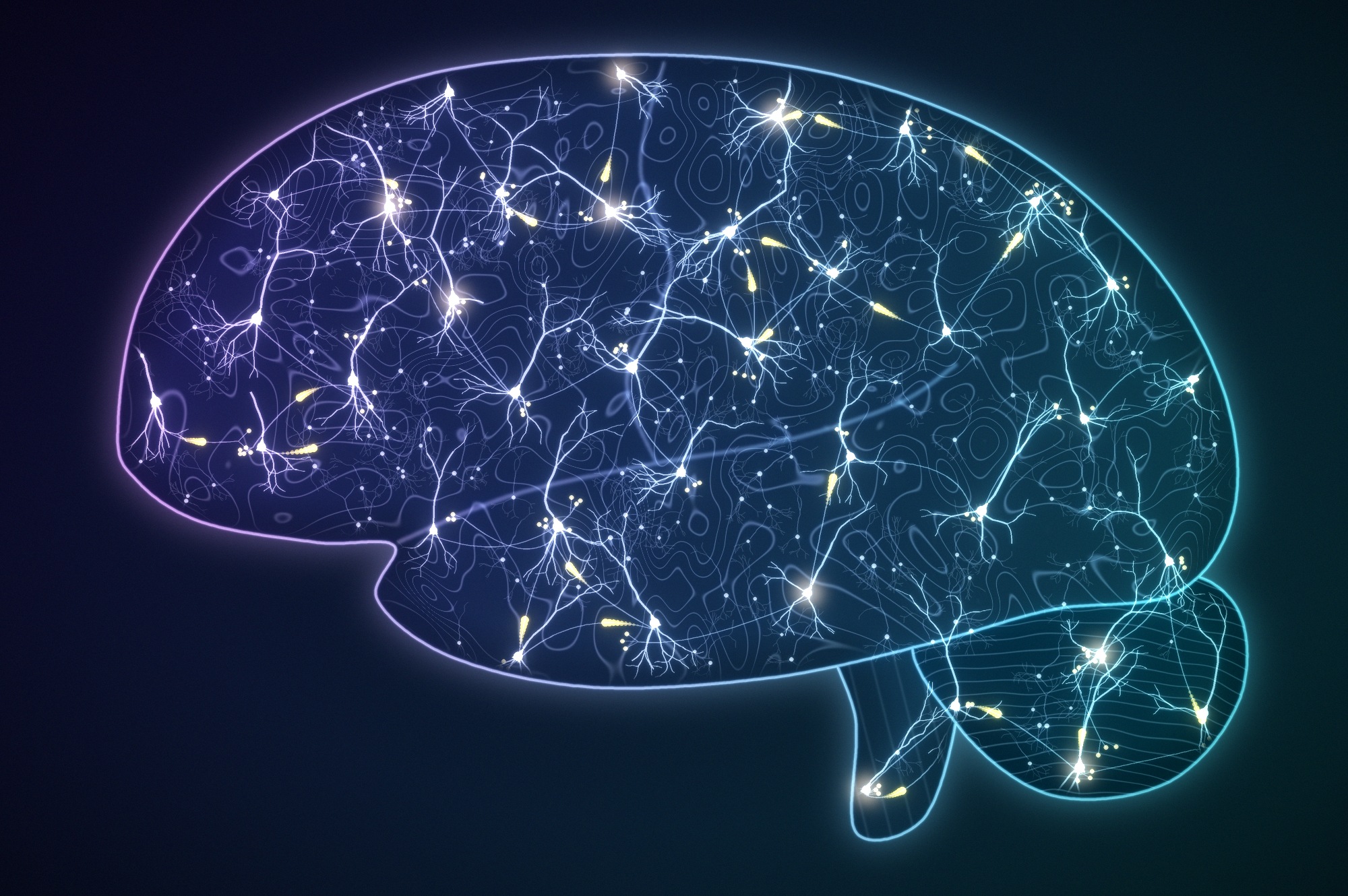 brain with neurons