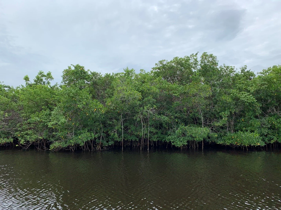 Charlotte Harbor is the second largest open water estuary in Florida